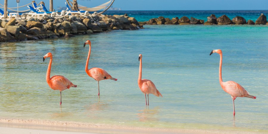 Incontri sorprendenti sulle spiagge di Aruba